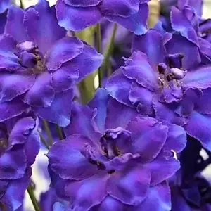 Delphinium 'Faust'